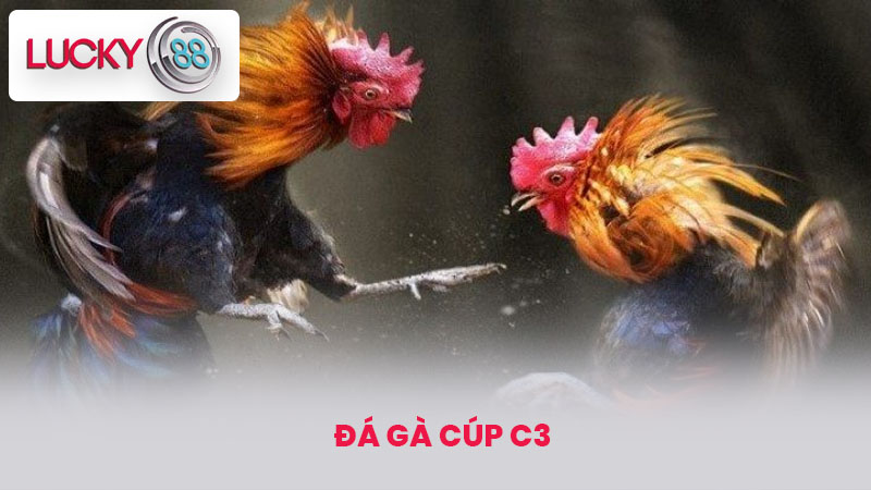 Đá gà cúp c3 - Thiên Đường Cá Cược Trực Tuyến Tại lucky88