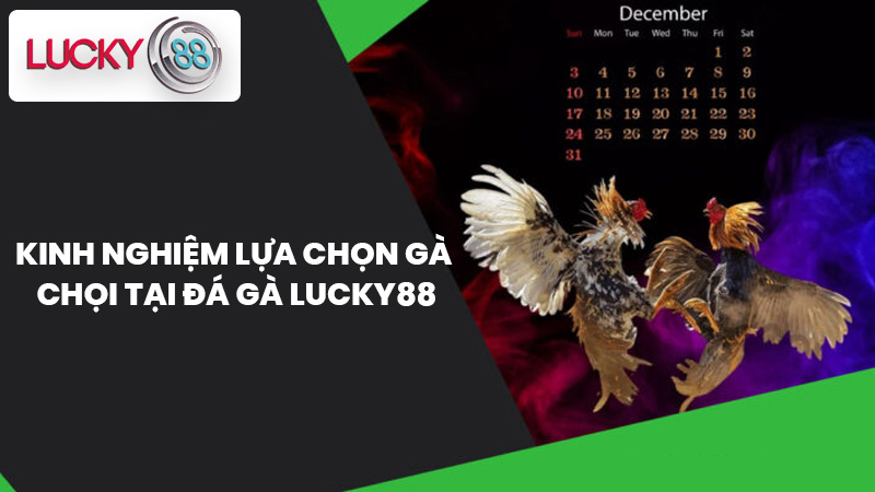 Kinh Nghiệm Lựa Chọn Gà Chọi Tại Đá gà lucky88